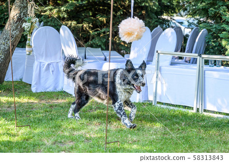 border collie mixed breed black and white fur closeup bokeh while playing around 58313843