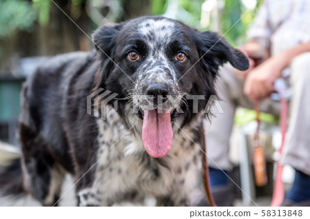 head and face of a border collie mixed breed black and white fur closeup bokeh while breathing 58313848