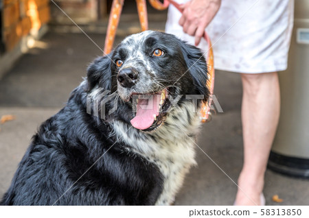 head and face of a border collie mixed breed black and white fur closeup bokeh while breathing 58313850
