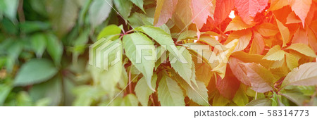 Tropical leaves, summer conept, green background. Tropical leaves, summer conept, green background. 58314773