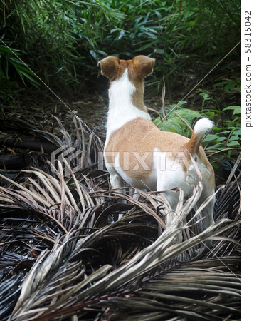 happy active young Jack Russel terrier dog white and brown playing around a house with home garden outdoor surrounding under morning sunlight on good weather day 58315042