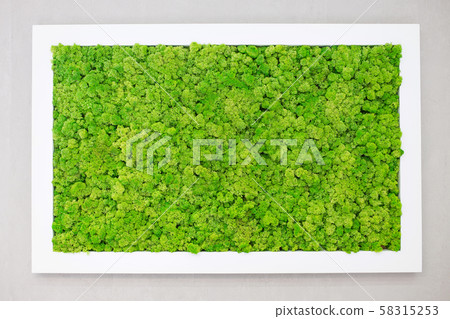 Green moss on the wall in the form of a picture. Beautiful white frame for a picture. Ecology. 58315253