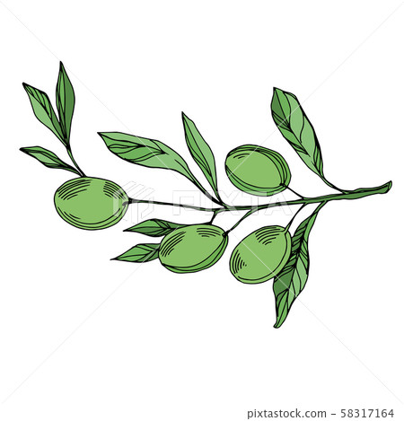 Vector Olive branch with fruit. Black and white engraved ink art. Isolated olive illustration 58317164