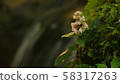 Akebono shran of waterfall 58317263