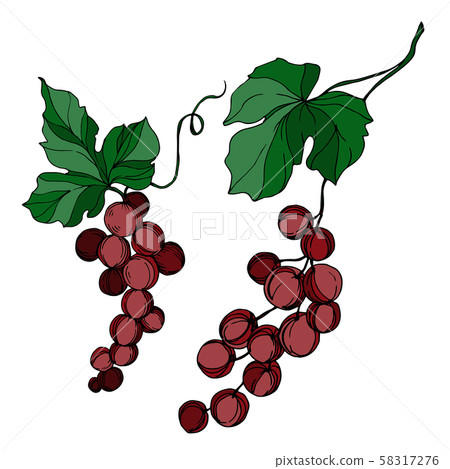 Vector Grape berry healthy food. Black and white engraved ink art. Isolated grapes illustration 58317276