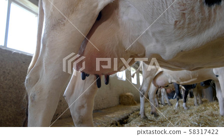 Big udder of a cow. Big udder of a cow. 58317422