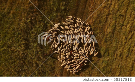Aerial view of white sheep. Grazing of animals. 58317818