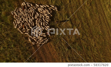 Man near herd of sheep. Man near herd of sheep. 58317820