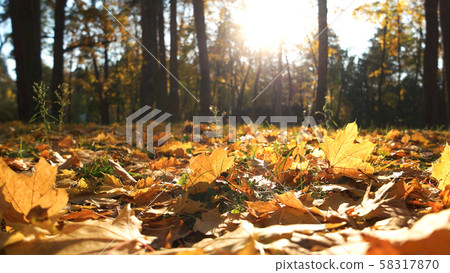 Autumn leaves on ground with sunlight rays. 58317870