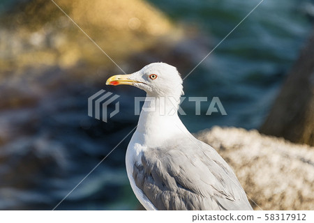 The Albatross bird portrait The Albatross bird portrait 58317912
