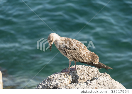 Albatross bird on the stone Albatross bird on the stone 58317964