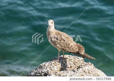 Albatross bird on the stone Albatross bird on the stone 58317996