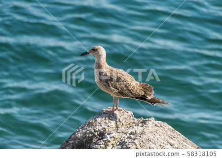 albatross bird on the stone albatross bird on the stone 58318105