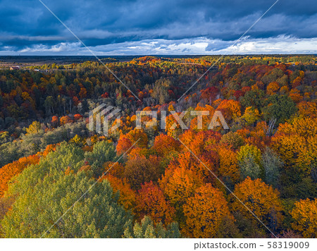 Aerial Drone view of colorful top of the forest at Autumn Aerial Drone view of colorful top of the forest at Autumn 58319009