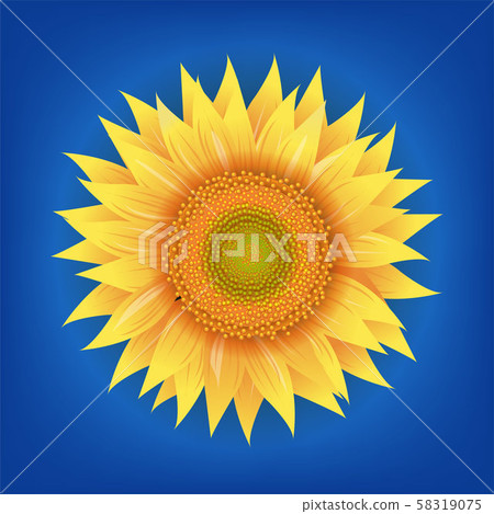 Sunflowers Flower With Blue Background 58319075
