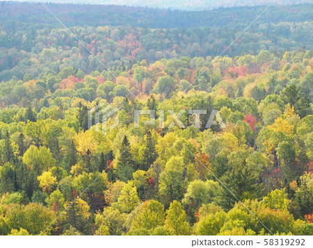 Autumn leaves of Algonquin Park, Ontario, Canada_Centennial Ridges Trail03 58319292