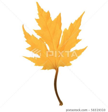 Autumn maple leaf vector on a white background. - Stock Illustration ...