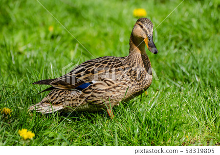 Single brown duck 58319805