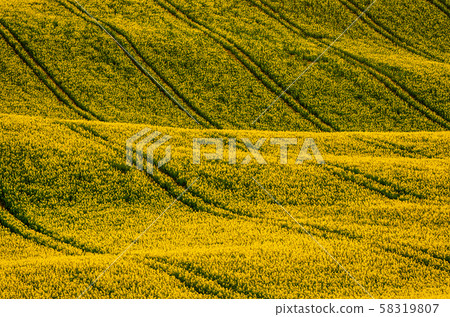 Rapeseed yellow field in spring Rapeseed yellow field in spring 58319807