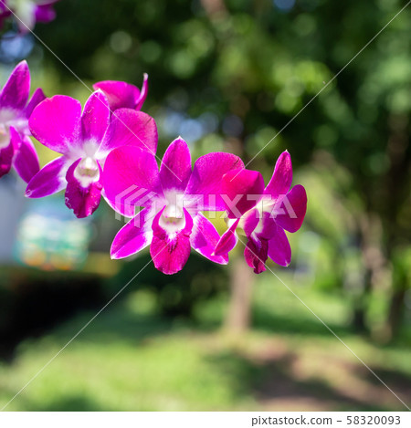 purple orchid with bokeh background 58320093
