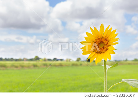sunflower with rice field 58320107