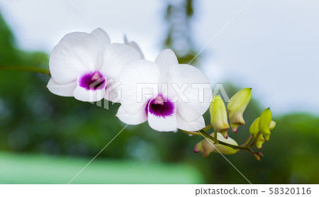 white orchid with purple center 58320116