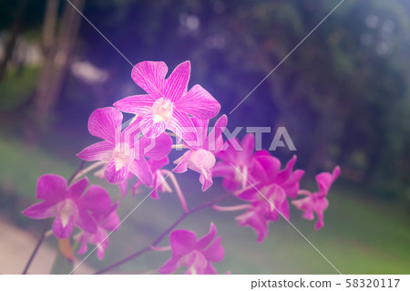 purple orchid with glow background purple orchid with glow background 58320117