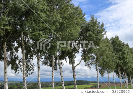  白樺樹 58320965
