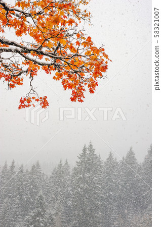 First snow in the forest in the mountains 58321007