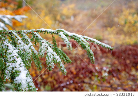 First snow in the forest in the mountains 58321013