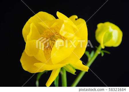 在黑背景的黃色花 58321684