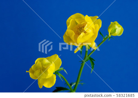 Yellow flower on blue background 58321685