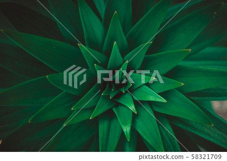 Copy space  green leaf tree with abstract texture 58321709