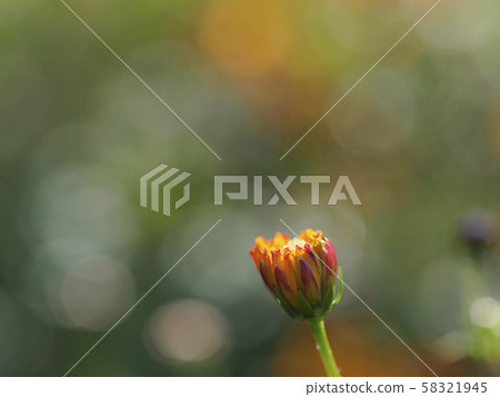 Kibana Cosmos Bud (Slightly Dark Background) Kibana Cosmos Bud (Slightly Dark Background) 58321945