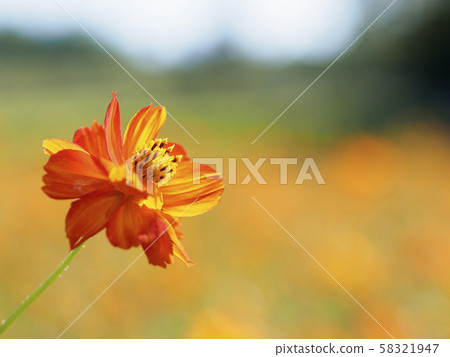 Kibana Cosmos and Cosmos Field Kibana Cosmos and Cosmos Field 58321947