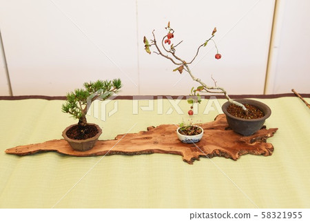 A bonsai 58321955