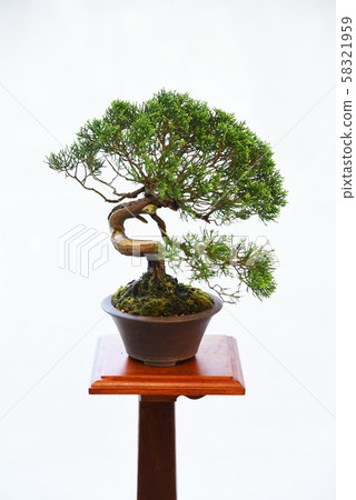 A bonsai 58321959