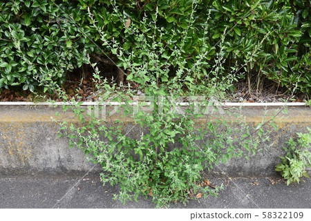 粉紅色的花朵 粉紅色的花朵 58322109