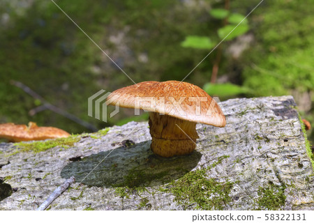 Omphalotus刺參 Omphalotus刺參 58322131