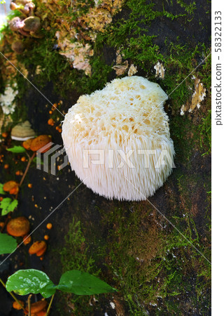 猴頭菇 猴頭菇 58322133