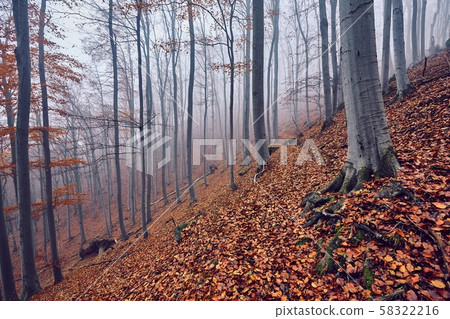 Autumn Forest Fog Autumn Forest Fog 58322216