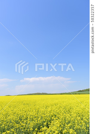 油菜花和藍天的領域（Appei，北海道） 58322357