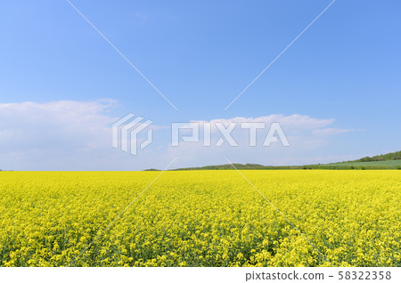 油菜花和藍天的領域（Appei，北海道） 58322358
