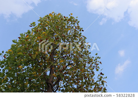 Hantenboku Tree _002 58322828