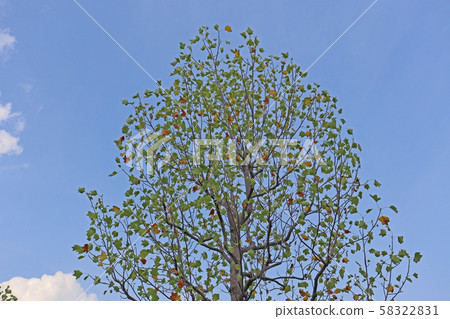 Hantenboku Tree _005 Hantenboku Tree _005 58322831