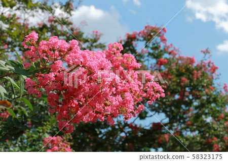 百合花 百合花 58323175