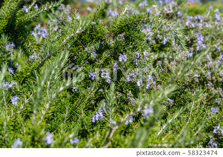 Rosemary bush with blue flowers close-up selective focus Rosemary bush with blue flowers close-up selective focus 58323474