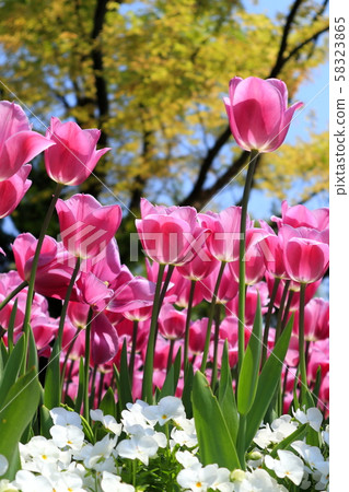 Spring full bloom  58323865