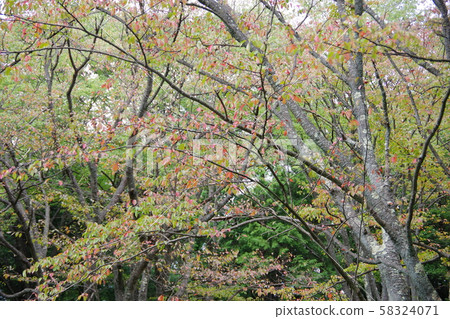 The leaves that started to change color 58324071