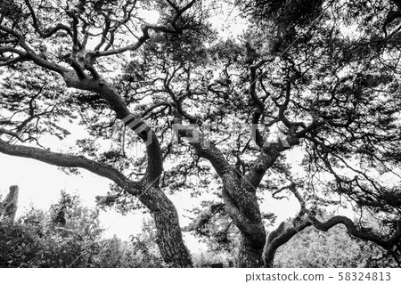 Pine tree Pine tree 58324813